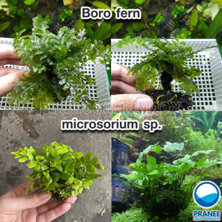 Boro fern และต้น microsorium sp. ต้นไม้น้ำ ต้นไม้ตกแต่งตู้ปลา พร้อมปลูก *** กรุณาอ่านรายละเอียดก่อนสั่งซื้อ ***