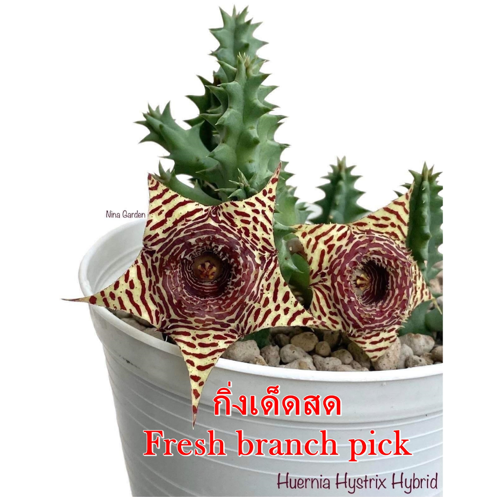 เก๋งจีน Huernia Hystrix Hybrid *กิ่งเด็ดสด* แคคตัส ไม้อวบน้ำ Cactus and Succulent