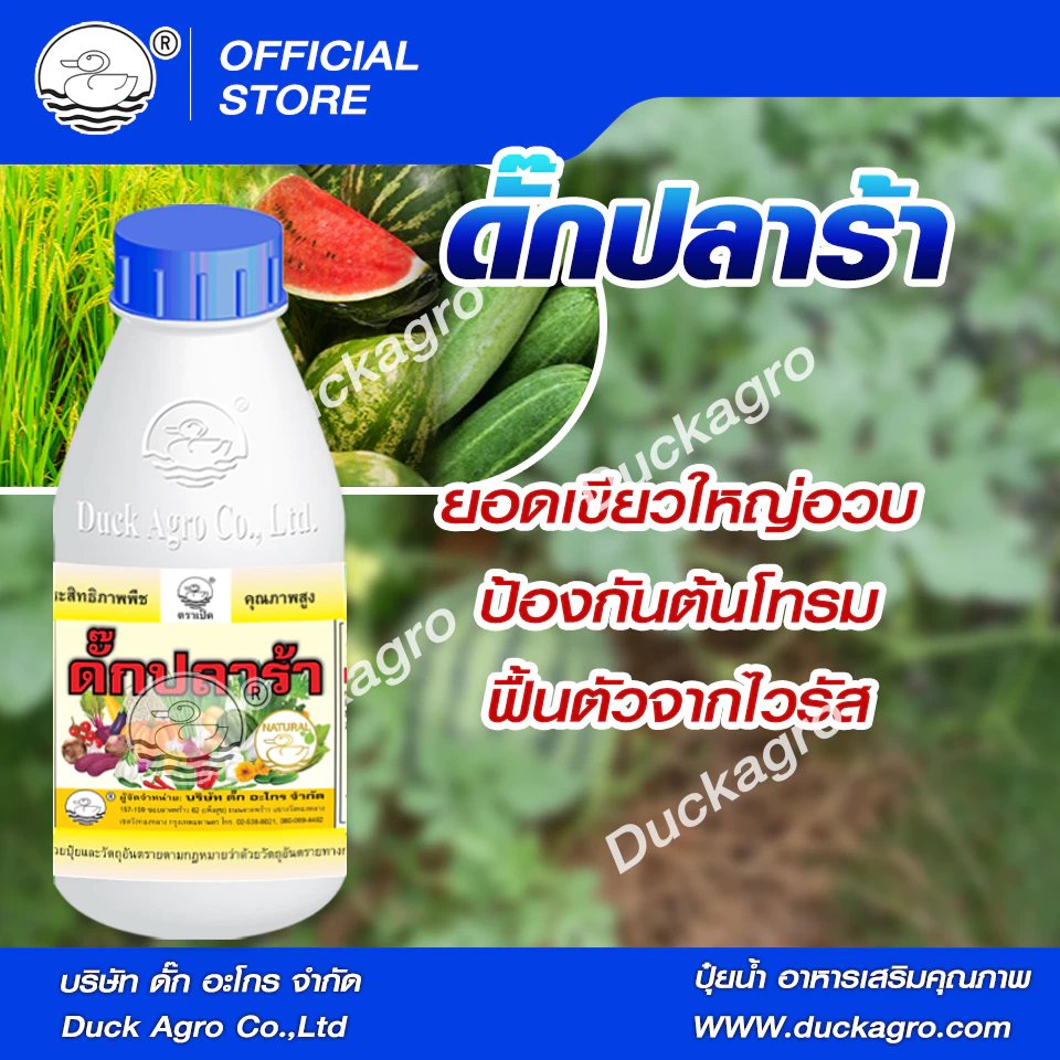 ดั๊กปลาร้า อะมิโน แอซิด ตราเป็ด ยอดเขียวใหญ่อวบ แตกแขนงได้ดี ป้องกันต้นโทรม ฟื้นตัวจากไวรัส ขนาดบรรจุ 250/500 /1,000cc