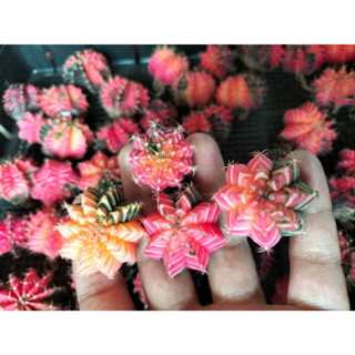 กระบองเพชร ยิมโนด่าง แอสโตร  ขนาด 3-5 cm ไซส์ใหญ่ ให้ดอกให้หน่อ