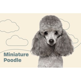 ตุ๊กตาน้องพุดเดิ้ล Poodle