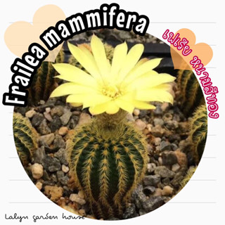 🌵🌼Frailea mammifera เฟเรียหนามสีทอง (ไม้ชอบแดด ออกดอกสวย ติดฝักเอง) 🌼🌵