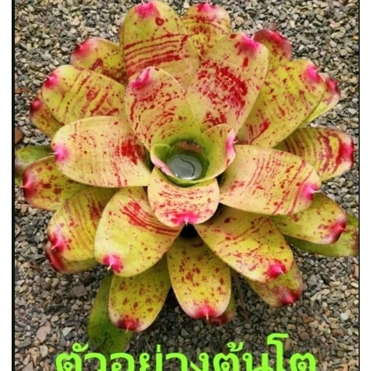 สับปะรดสี Bromeliad Neoregelia Valentines Day จำนวน 1 ต้น จัดส่งแบบถอดกระถาง ต้นไม้สวยงาม ฟอกอากาศ ต้นไม้มงคล