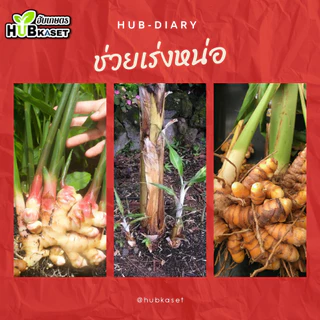 💥💥 สินค้ายกแผง 💥💥 จิ๊บเม็ด 5กรัม*10เม็ด (กรดจิบเบอร์เรลลิคแอซิด) จิ๊บยืดยอด ยืดช่อ ยืดผล