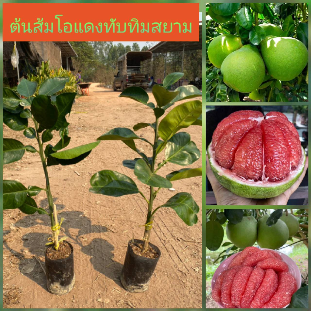 ต้นส้มโอแดงทับทิบสยาม💥 ต้นเสียบยอด พันธุ์แท้ 🔥  ต้นพร้อมปลูก ผลโต  ลูกใหญ่  📌ต้นพันธ์ุประมาณ 45 เซนติเมตร