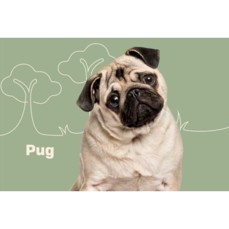 ตุ๊กตาหมาปั๊ก Pug Doll