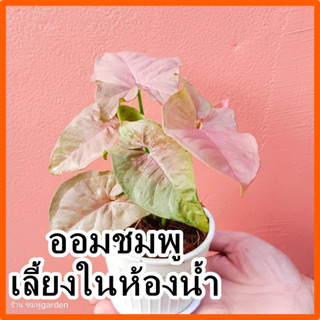 🌺ออมชมพู เลี้ยงในห้องน้ำได้ มาพร้อมกระถางขาว4นิ้ว พร้อมตั้ง ต้นไม้ในห้องน้ำ