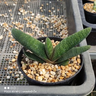 แกสทีเรียส  Gasteria Batesiana