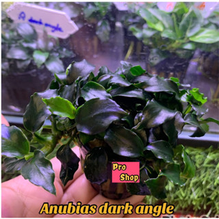 📌Anubias rare item : ไม้น้ำสายพันธ์ุหายาก หลายชนิด 🍃🇯🇵🌿