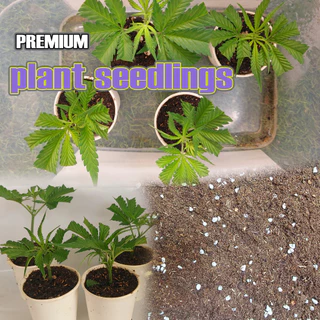 ดินเพาะกล้า เพาะเมล็ด ชำกิ่ง ผสมสำเร็จสูตรพิเศษ (Plant seeding Full Root in 10 day👍)