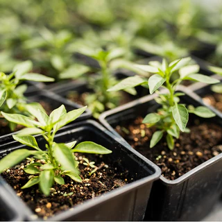 ดินเพาะกล้า เพาะเมล็ด ชำกิ่ง ผสมสำเร็จสูตรพิเศษ (Plant seeding Full Root in 10 day👍)