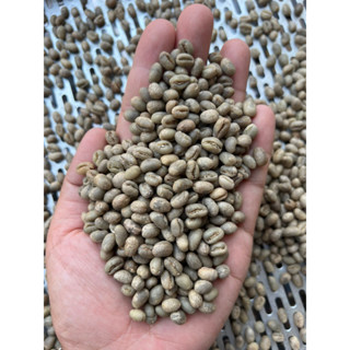 พีเบอรรี่  สารกาแฟอราบิก้า Peaberry Crop 66 #ยกกระสอบมีอีกหน้าคะ