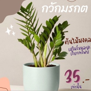 กวักมรกต” ต้นไม้โตง่าย ตายยาก เสริมโชคลาภ เรียกทรัพย์