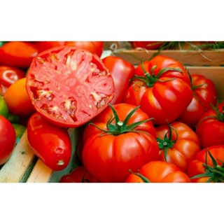 เมล็ดพันธุ์มะเขือเทศเนื้อ บีฟ มาสเตอร์ (Beefmaster Tomato.Seed) บรรจุ 15 เมล็ด ของแท้ คุณภาพดี ราคาถูก นำเข้าจากต่างประ