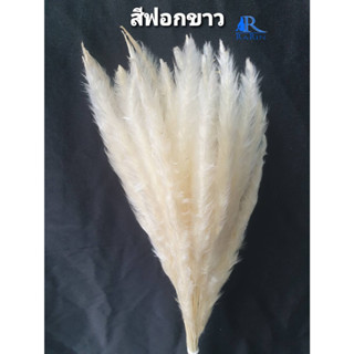 NEW ดอกหญ้าคา (สีฟอกขาว) ( กำละ 40 ) ขนาด 45 cm. เป็นดอกไม้ธรรมชาติ ย้อมสี สีสันสดใส ใช้ประดับห้อง ร้าน งานแต่ง DIํY