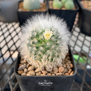 Mammillaria Albicoma ไม้เมล็ด