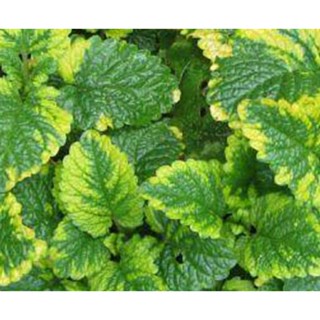 เมล็ดพันธุ์สมุนไพร ออเรีย เลมอน บาล์ม ใบด่าง (Aurea Variegated Lemonbalm Seed) บรรจุ 100 เมล็ด ของแท้ คุณภาพดี นำเข้าจาก