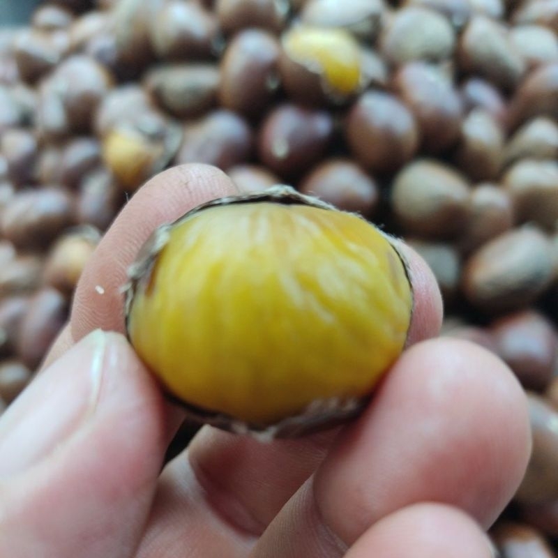 🔥💥🌲👍🏼🌰1.kg.รวมกล่อง/เกาลัด คั่วสดๆ🌰👍🏼🌲💥🔥