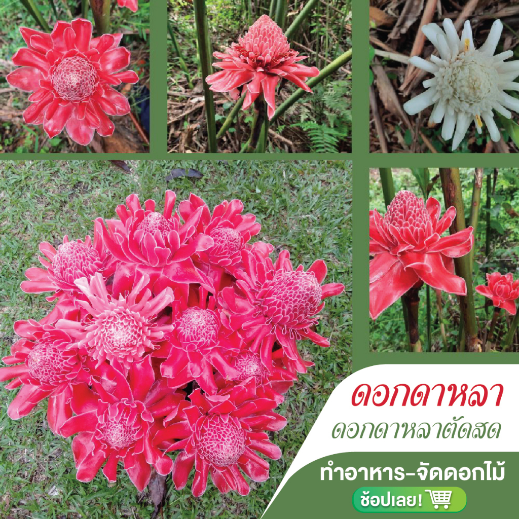 ดอกดาหลา,ดาหลาแดง,ดาหลาชมพูเข้ม,ดาหลาชมพูอ่อน,ดาหลาขาว