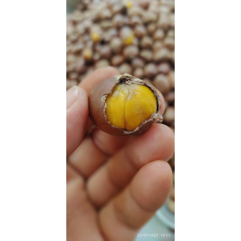 🔥💥🌲🌰1.kg.รวมกล่อง/เกาลัด คั่วสดๆ🌰🌲💥🔥