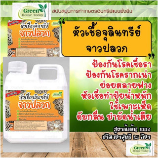 หัวเชื้อ จุลินทรีย์จาวปลวก สูตรเข้มข้น ตราgreen_house_today ขวดใหญ่ 1 ลิตร ป้องกันเชื้อรา โรครากเน่า หัวเชื้อปุ๋ย ย่อยฟา