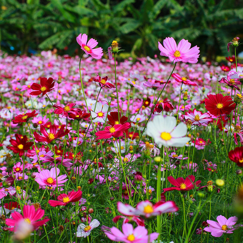 ซื้อ5แถม5 เมล็ดพันธุ์ ดอกคอสมอส Cosmos130เมล็ด ปลูกง่ายโตไว ซื้อ5แถม1