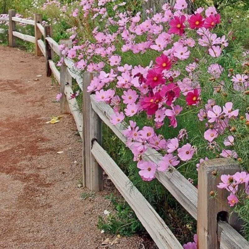 ซื้อ5แถม5 เมล็ดพันธุ์ ดอกคอสมอส Cosmos100เมล็ด ปลูกง่ายโตไว ซื้อ5แถม1