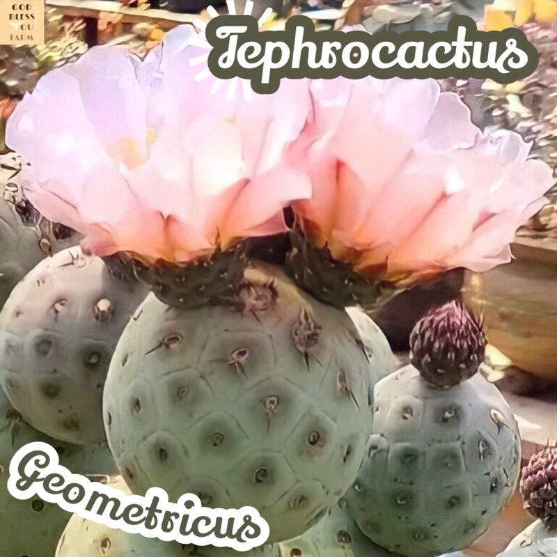 [ไข่มังกร] Tephrocactus Geometricus แคคตัส ต้นไม้ หนาม ทนแล้ง กุหลาบหิน อวบน้ำ พืชอวบน้ำ succulent cactus กระบองเพชร