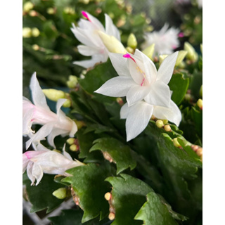 #โบตั๋นแคระ หรือ #Christmas cactus เข้าใหม่กระถางใหญ่7นิ้ว