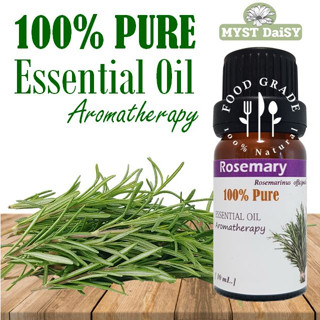 [10 mL.] Food Grade 100% Pure Essential Oil น้ำมันหอมระเหยโรสแมรี (Rosemary) บริสุทธิ์ 100% แบบรับประทานได้