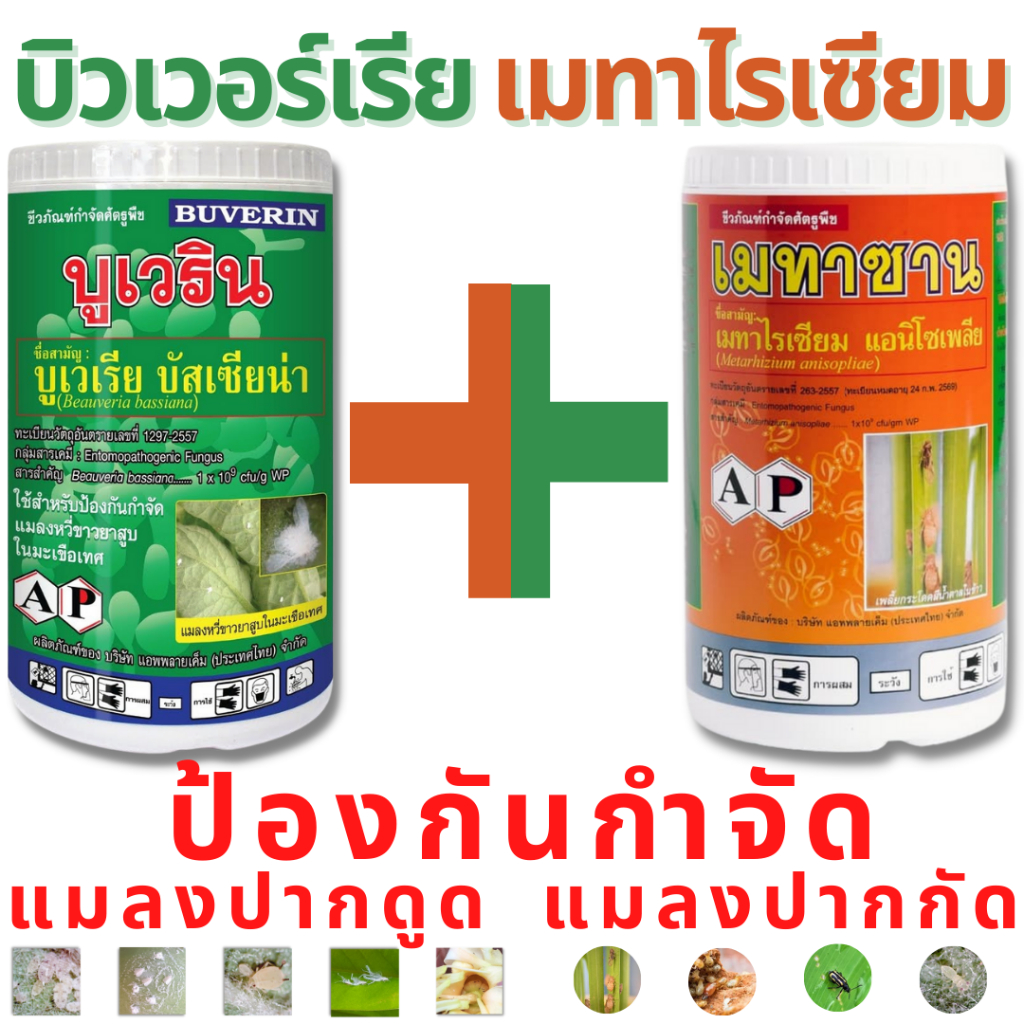 บิวเวอร์เรีย+เมทาไรเซียม กำจัดแมลงปากดูดและแมลงปากกัด ได้ในคราวเดียว สองพลังชีวภาพประสิทธิภาพสูง