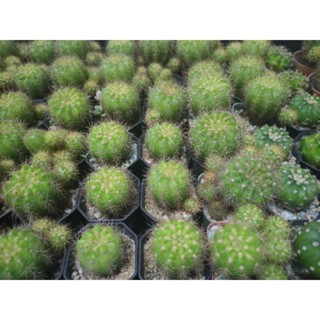 cactus ส่งทั้งกระถาง รวมแคคตัสราคาถูก (ดาวล้อมเดือน) กระถาง 2" ลูกค้าเลือกได้เลยค่ะ