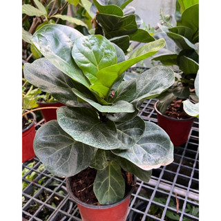 ทรงมินิมิล มินิใจ ใครๆๆก็เลิฟ  #ไทรใบสัก แคระ  #FIDDLE FIG  ใหม่ ขายดี เมล็ด/ต้นไทรใบสักแคระ