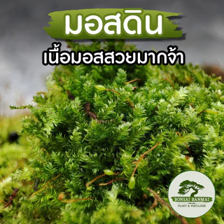 มอสดินเก็บสด คุณภาพดี ให้เยอะ จากสวน มอสดินแน่นๆ (ให้เยอะ) มอส มอสน้ำ มอสดินแผ่นใหญ่ จัดสวน.