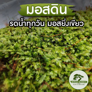 มอสดินเก็บสด คุณภาพดี ให้เยอะ จากสวน มอสดินแน่นๆ (ให้เยอะ) มอส มอสน้ำ มอสดินแผ่นใหญ่ จัดสวน.