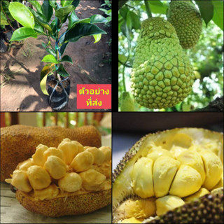 (1ต้น) จำปาดะทุเรียน ต้นจำปาดะทุเรียน Cempedak durian / happy