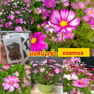 5ซอง) เมล็ด คอสมอส คละสี cosmos เมล็ดคอสมอส / รจนา