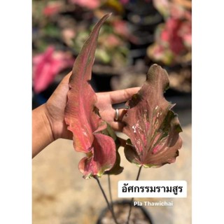 บอนสีโบราณอัศกรรมรามสูร🌱บอนเก่าหายาก