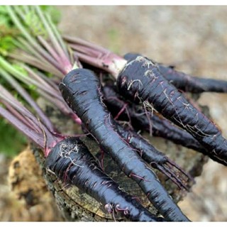 เมล็ดพันธุ์แครอทดำ แบล็ก เนบิวล่า (Black Nebula Carrot Seed) บรรจุ 100 เมล็ด ของแท้ คุณภาพดี ราคาถูก นำเข้าจากต่างประเทศ