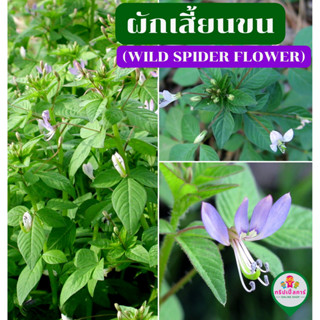 ผักเสี้ยนขน  (Wild spider flower) สมุนไพรไทย ต้นสด พร้อมส่ง