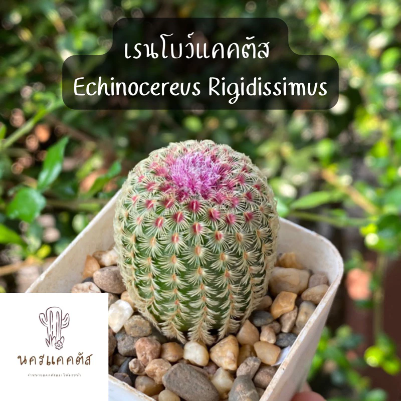 พรีออเดอร์ (มีราก) กระบองเพรชเรนโบว์ แคคตัส กระบองเพชร เรนโบว์ Rainbow cactus