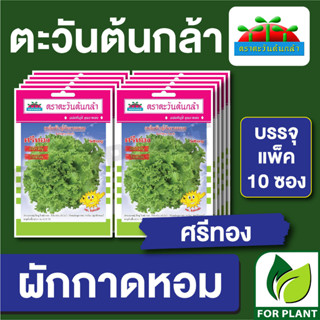 เมล็ดพันธุ์ ผักซอง ผักกาดหอม ศรีทอง ตราตะวันต้นกล้า บรรจุแพคล่ะ 10 ซอง ราคา 64 บาท