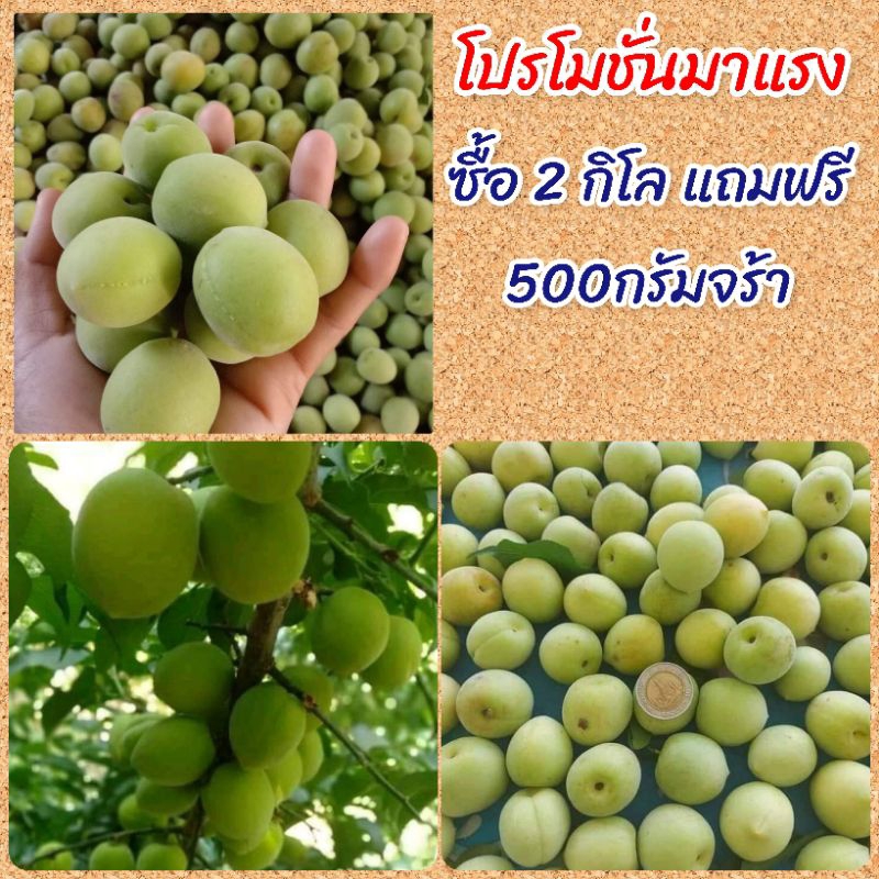 🍑ส่งวันที่ 11/3/68ของปีส่งห้องเย็นทักแชทค่ะ บ๊วยเขียวสด บ๊วยแก้มแดงสดๆไว้สำหรับดองจร้า(อุเมะชูหรือเห