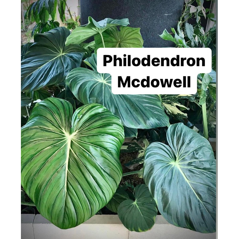Philodendron Mcdowell ราคาถูก แมคโดเวล
