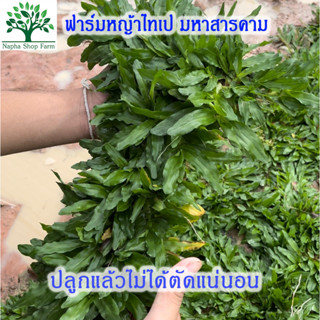 หญ้าไทเป พื้นที่ปลูก 20 ตารางเมตร (หญ้าหนัก 10 กิโลกัม) สดใหม่ ถอนเช้าส่งบ่ายทุกวัน