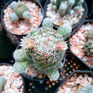 แมมตุ๊กตาญี่ปุ่น ดอกขีดชมพู Mammillaria gracilis แคคตัส ไม้อวบน้ำ