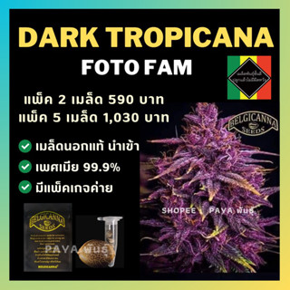 เมล็ดกัญชานอก นำเข้า งานค่าย แท้ 💯 มีแพ็คเกจ เมล็ดพันธ์ุกัญชาสายพันธุ์ Dark Tropicana (ค่ายBelgicanna)