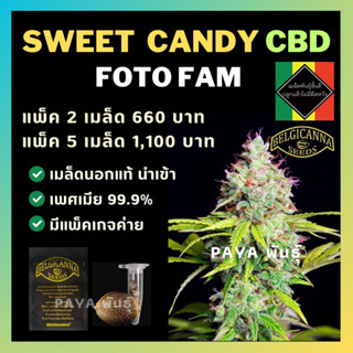 เมล็ดกัญชานอก นำเข้า งานค่าย แท้ 💯 มีแพ็คเกจ เมล็ดพันธ์ุกัญชาสายพันธุ์ sweet candy (ค่ายBelgicanna)