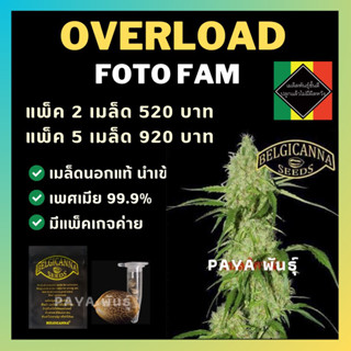 เมล็ดกัญชานอก นำเข้า งานค่าย แท้ 💯 มีแพ็คเกจ เมล็ดพันธ์ุกัญชาสายพันธุ์ overload (ค่ายBelgicanna)