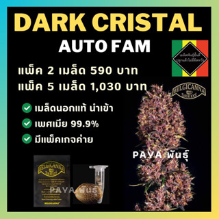 เมล็ดกัญชานอก นำเข้า งานค่าย แท้ 💯 มีแพ็คเกจ เมล็ดพันธ์ุกัญชาสายพันธุ์ Dark crystal (ค่ายBelgicanna)